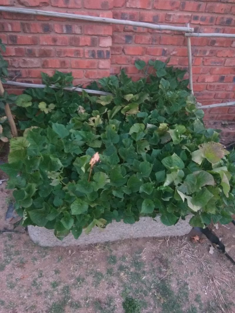 Sweet potato